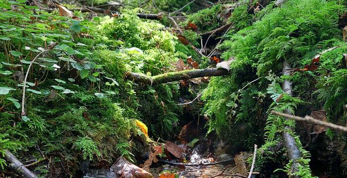 Quellen sind oft unscheinbar