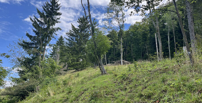 Waldweide Erzenbergrütene