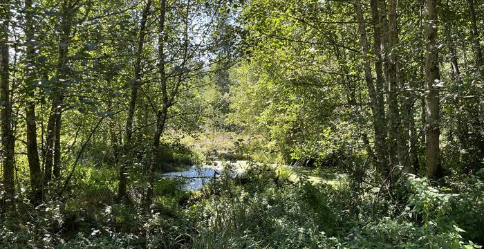 Wiedervernässter Wald