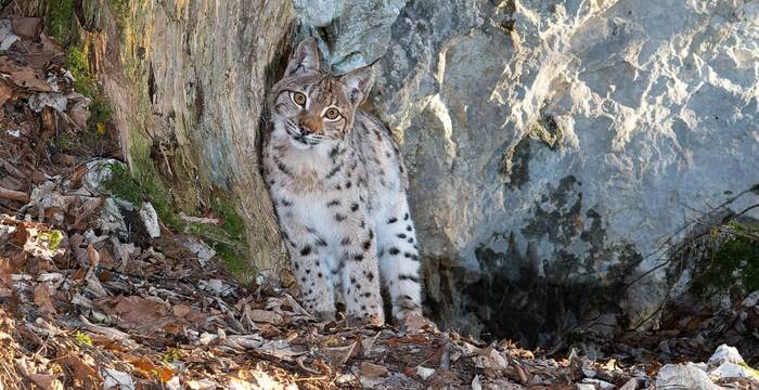 Luchs