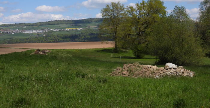 Fischbacher Moos
