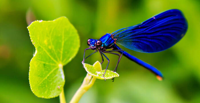 Kleinlibelle