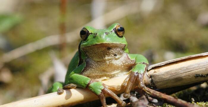 Laubfrosch