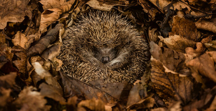 Igel im Winterschlaf