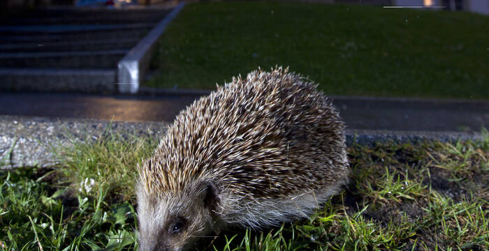 Igel bei Nacht