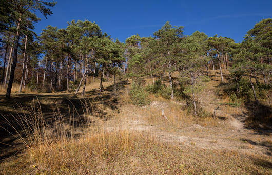 Lichter Föhrenwald