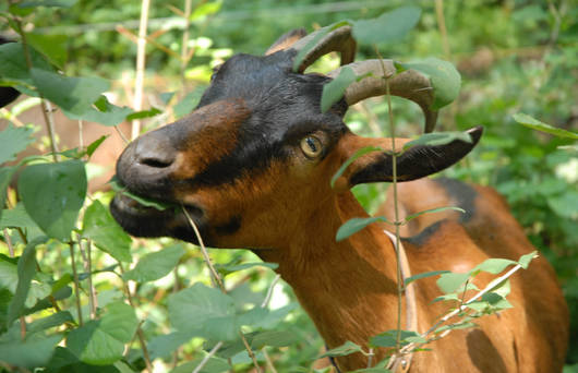 Ziege am Fressen