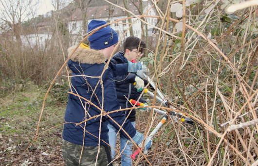 Schüler schneiden Brombeeren_cr_Lena Bühlmann