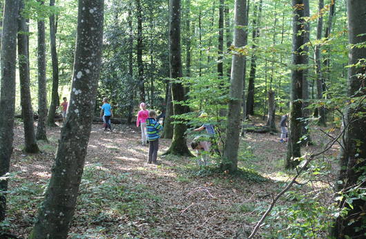 Animation im Wald