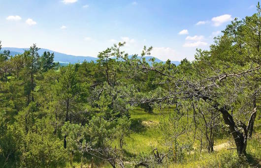 Wald beim Hessenberg