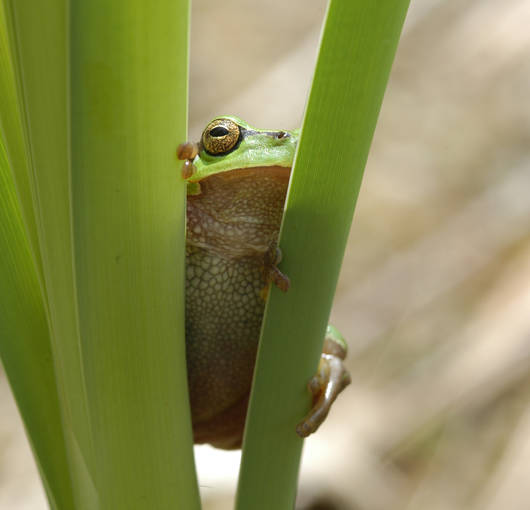 Kletternder Laubfrosch