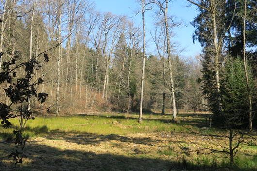 Das Egelmoos mit dem ersten Grün des Frühlings. 