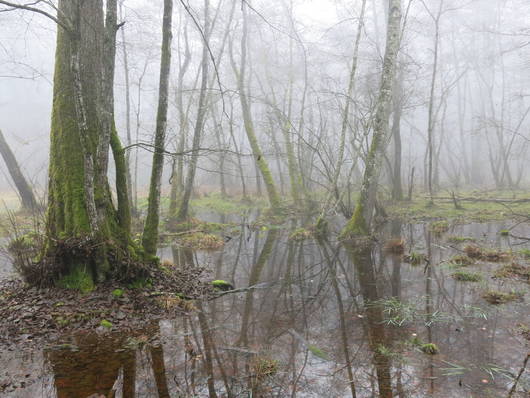 Mystischer Erlenbruchwald