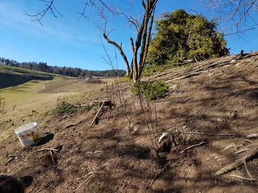 Neupflanzung einer Wildhecke auf dem Trittstein Biotop in Elfingen