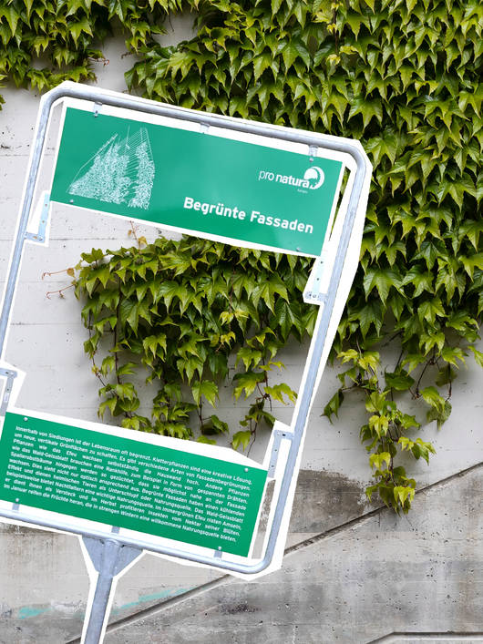 Begrühnte Fassade © Pro Natura