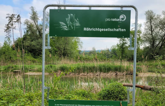 Eine Röhrichtgesellschaft im Fenster © LHr