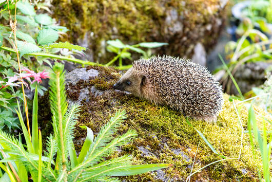 Igel unterwegs