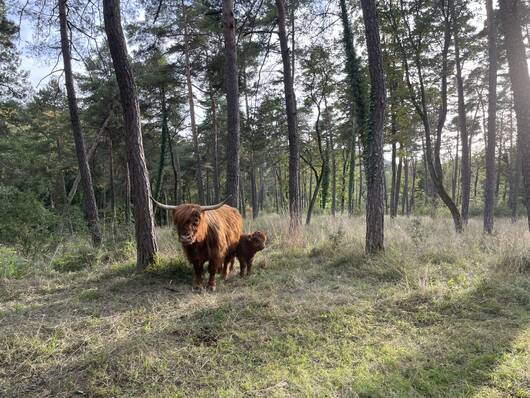 Schottische Hochlandrinder im Naturschutzgebiet