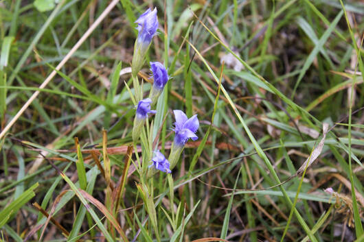 Gefranster Enzian (Gentiana ciliata) 