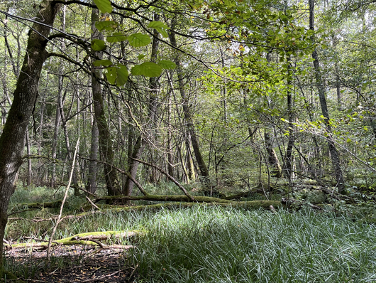 Feuchter Waldstandort