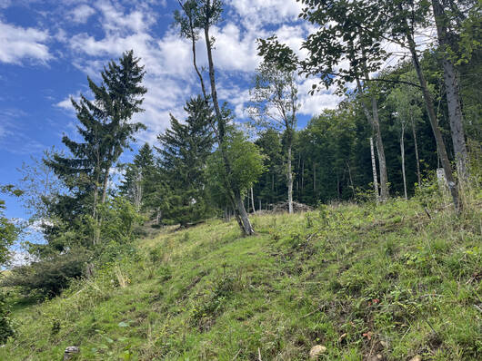 Waldweide Erzenbergrütene