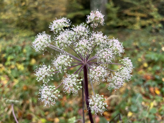 Die Wilde Brustwurz (Angelica sylvestris) ist eine typische Bewohnerin feuchter Waldstandorte. 