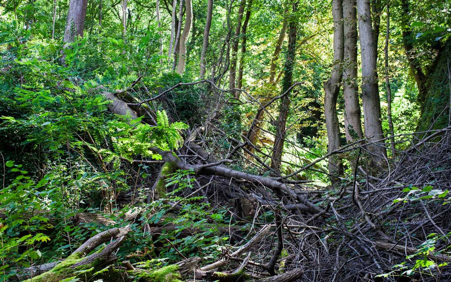 Wald © Pro Natura