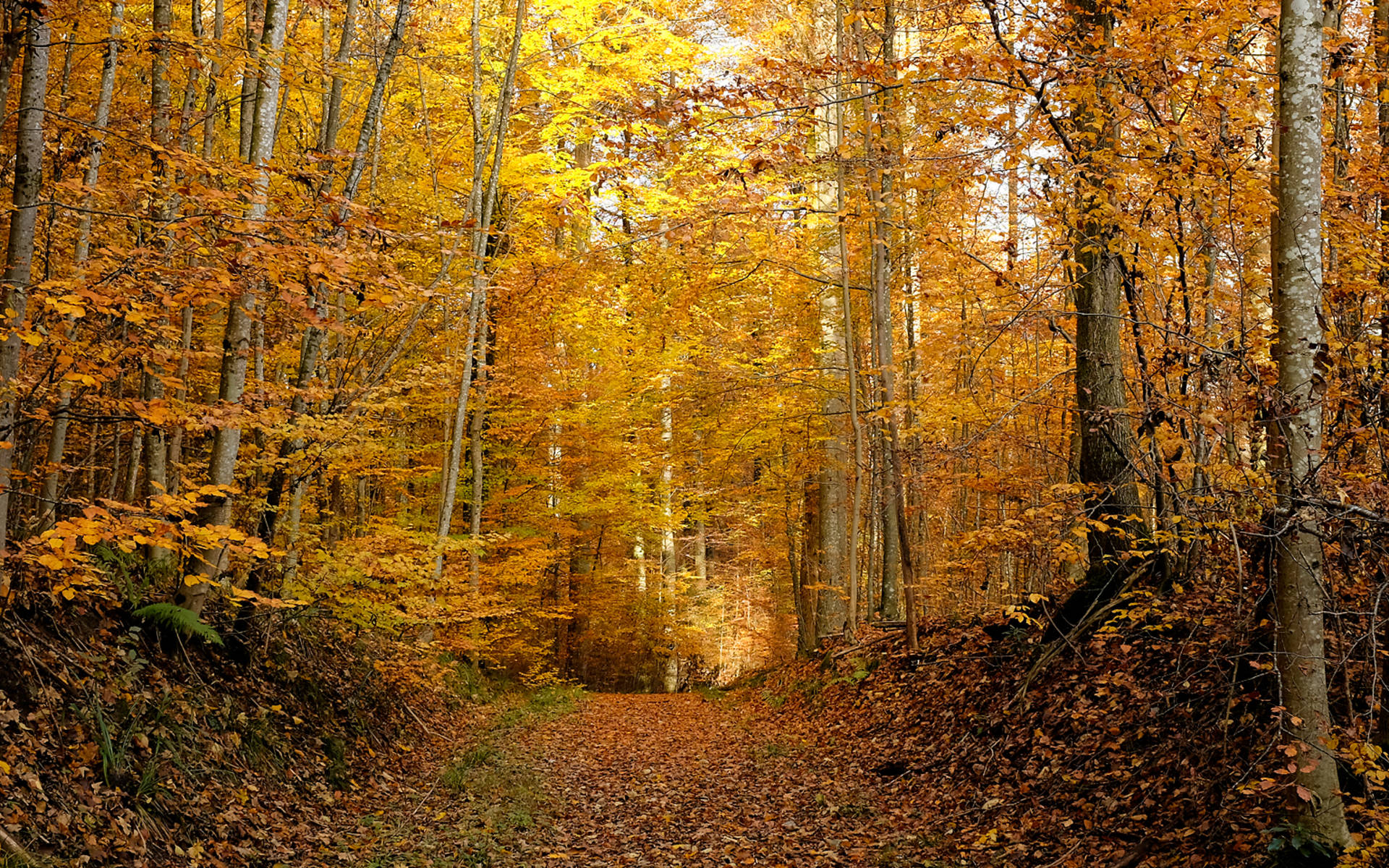 Sihlwald im Herbst © Matthias Sorg