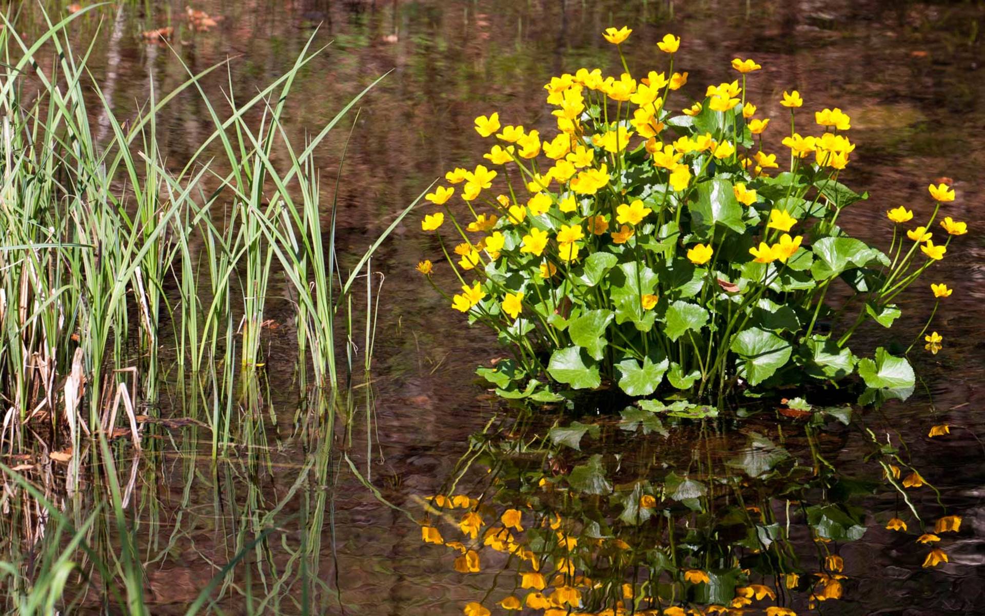 Sumpfdotterblume © Matthias Sorg