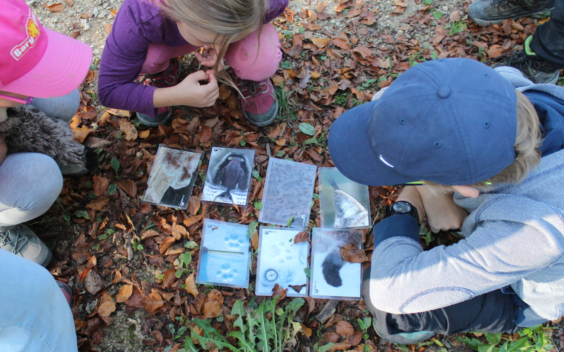 Kinder studieren Merkmale des Luchses_cr_TabeaBischof
