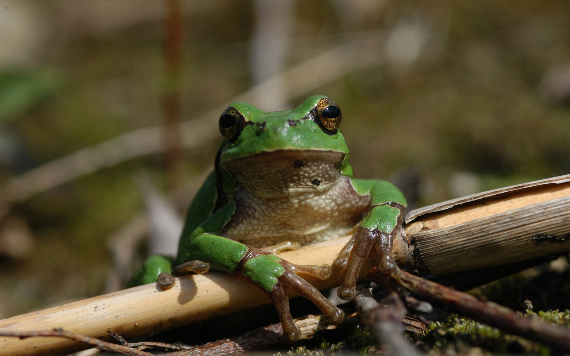 Laubfrosch cr Christoph Flory