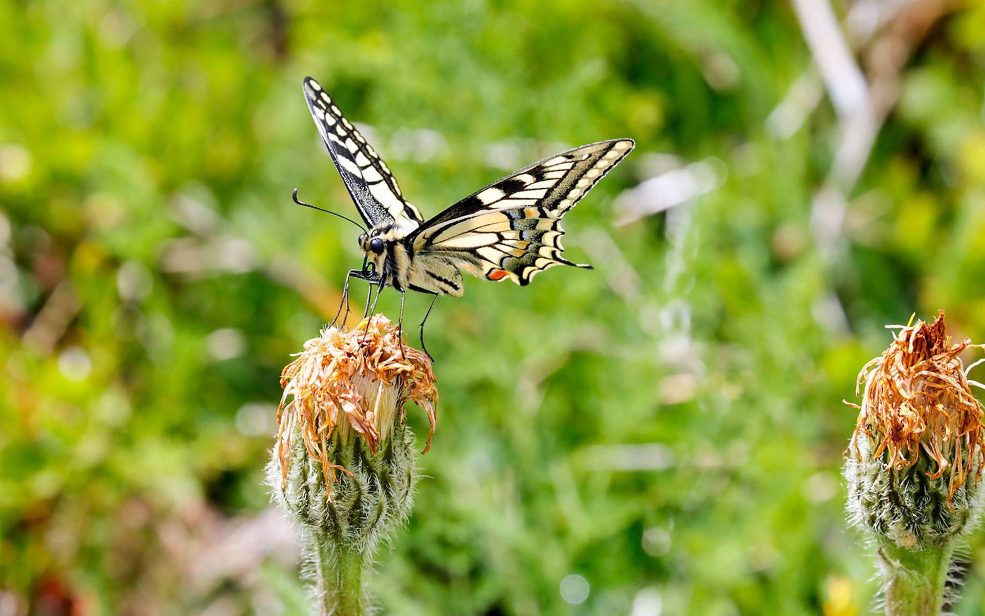 Schwalbenschwanz cr Matthias Sorg