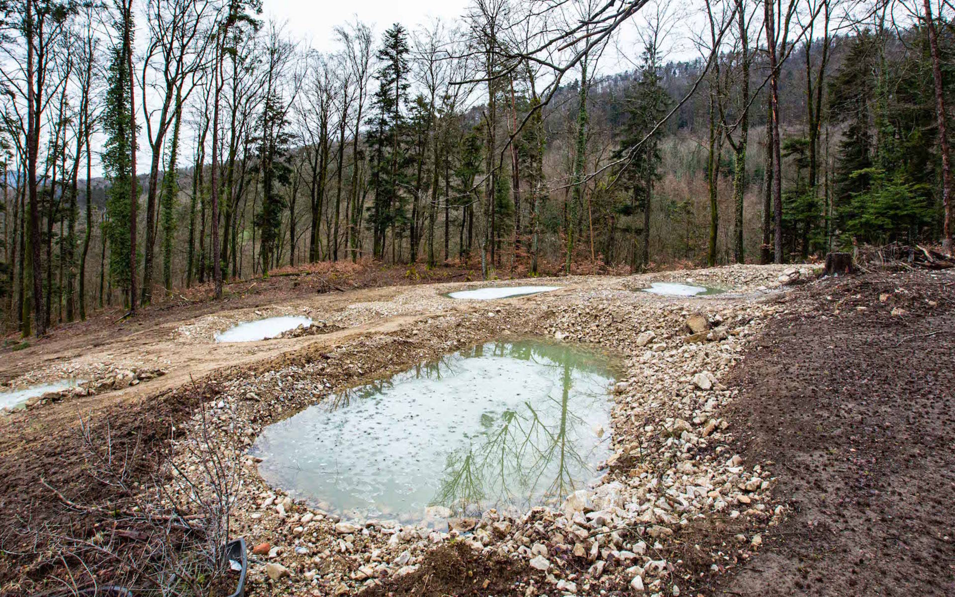 Neue Tümpel in der Bözenegg cr Pro Natur Aargau