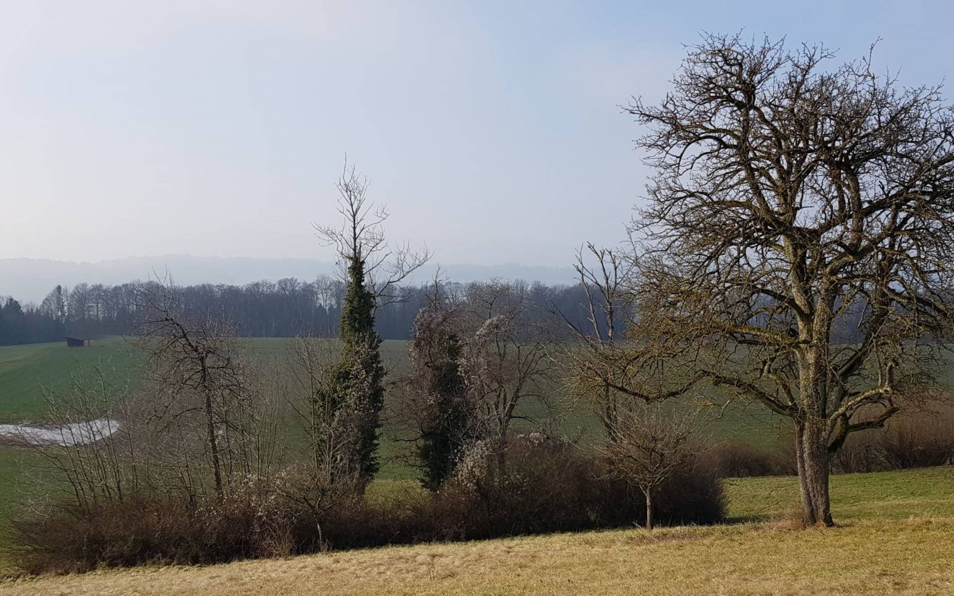 Strukturreiche Landschaft in Berikon