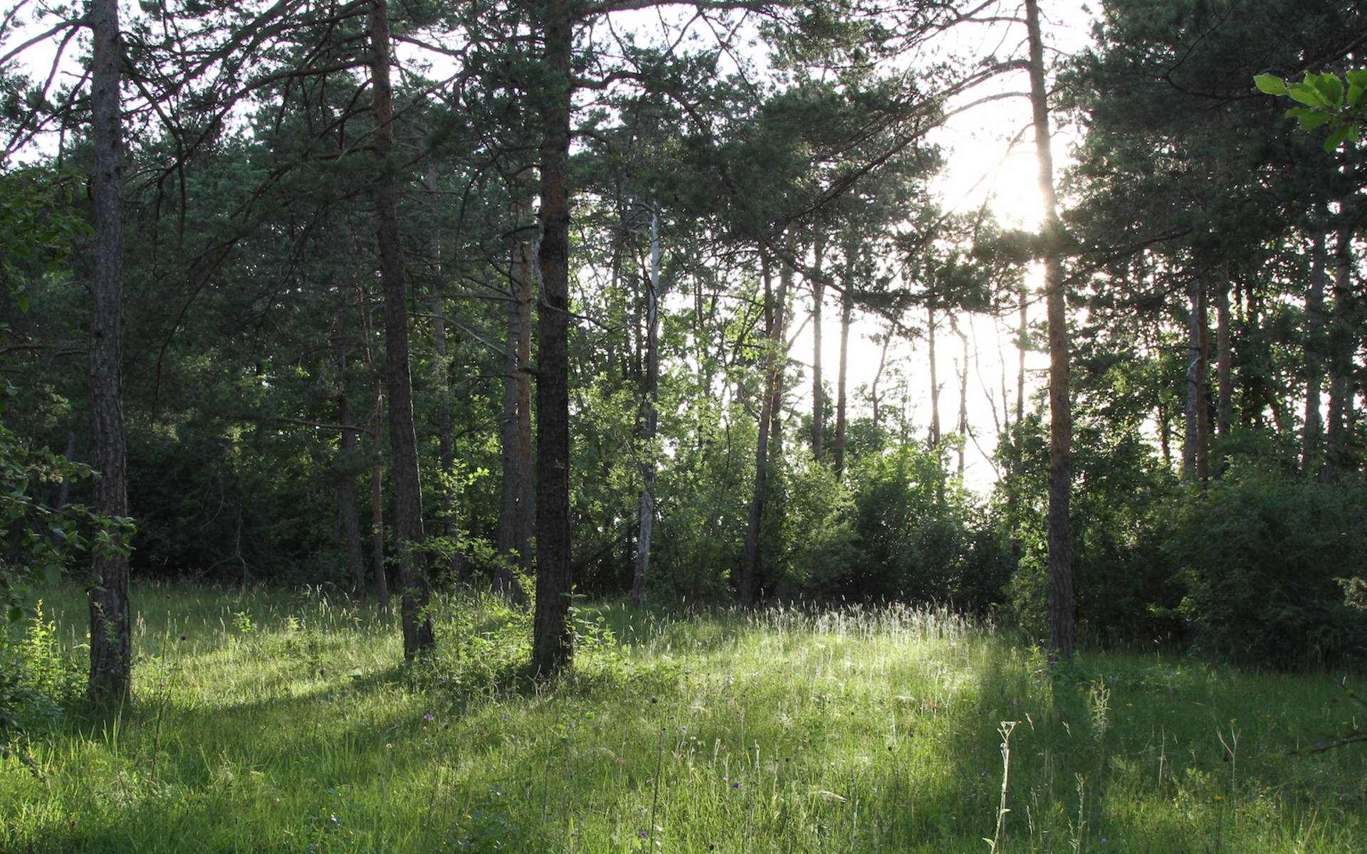 Lichter Wald am Nätteberg