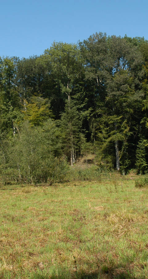 Egelmoos