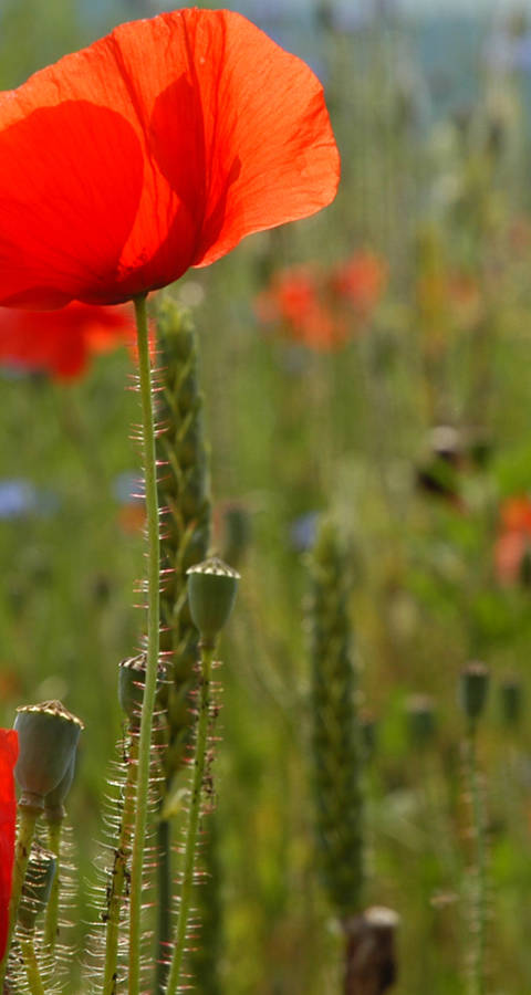 Mohnblumen