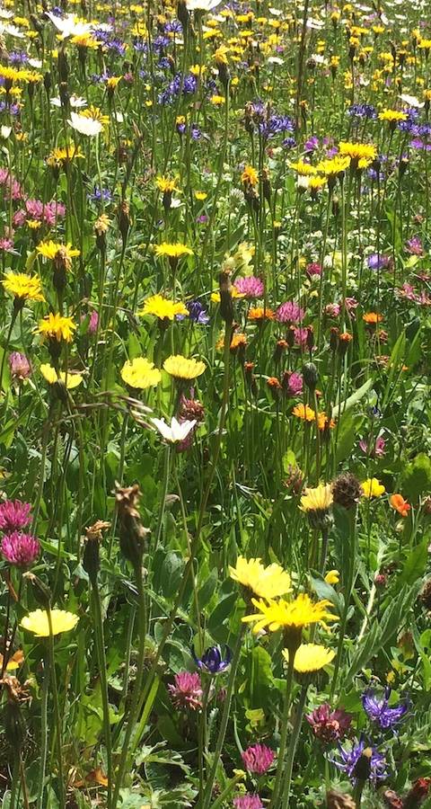 Blumenwiese