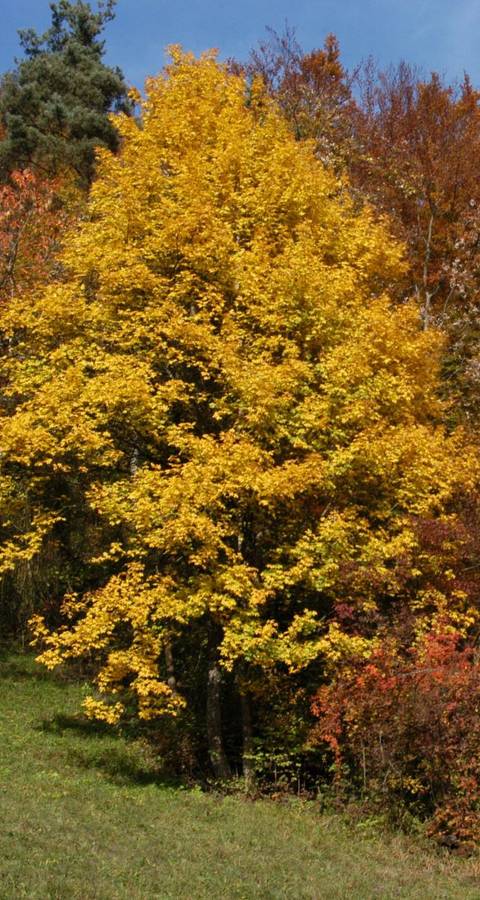 Herbstwald Eihalde, Wittnau