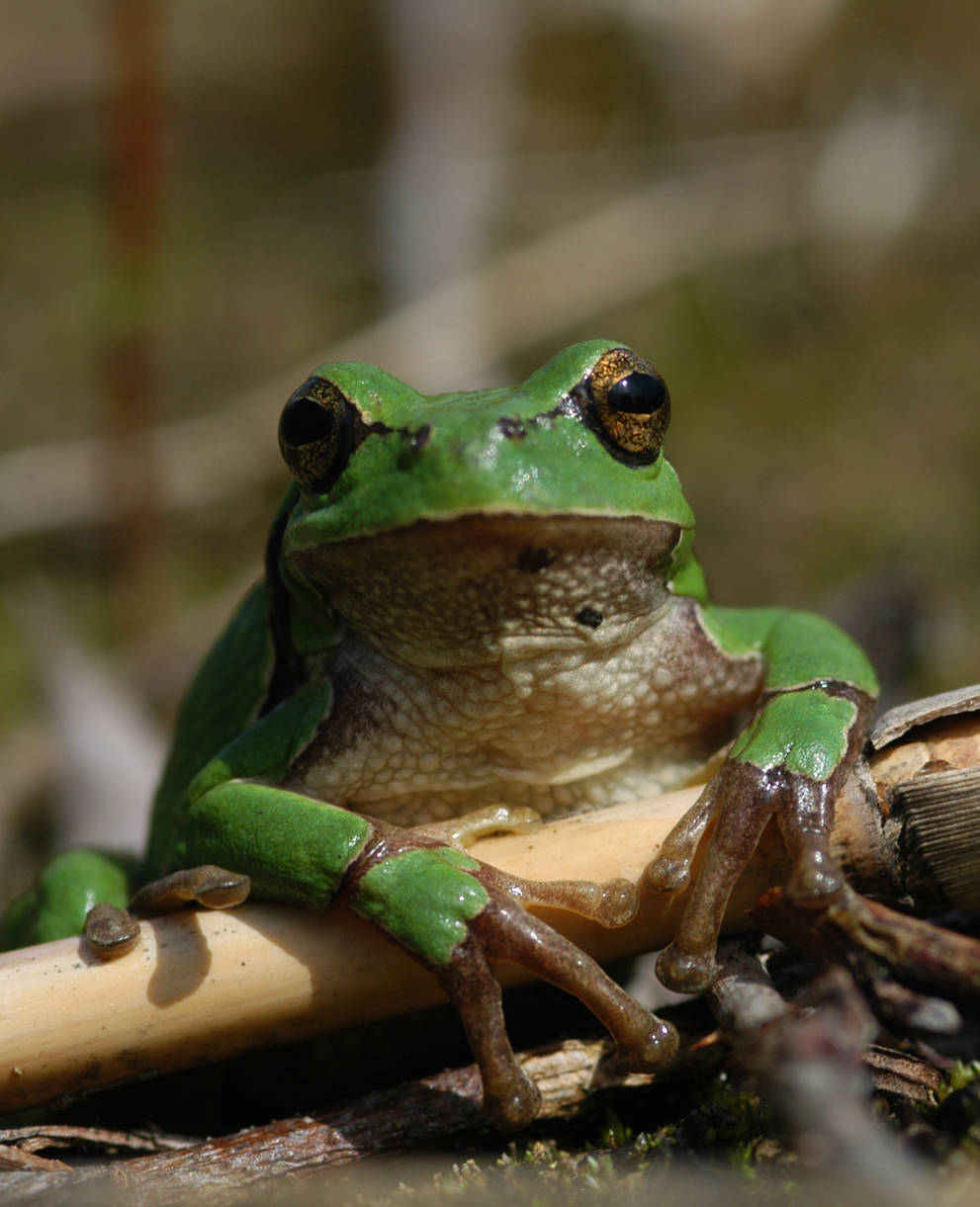 Laubfrosch