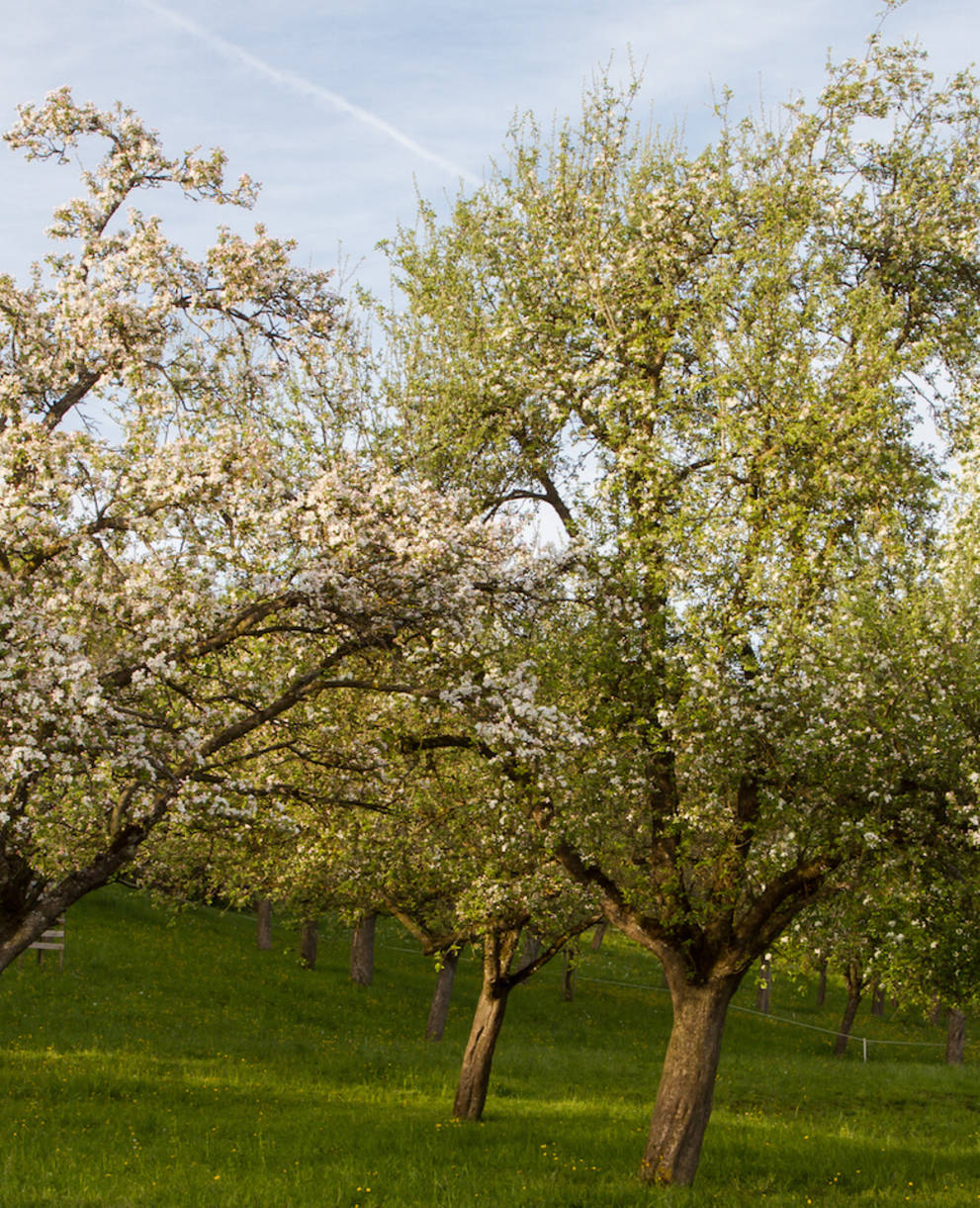 Obestbäume