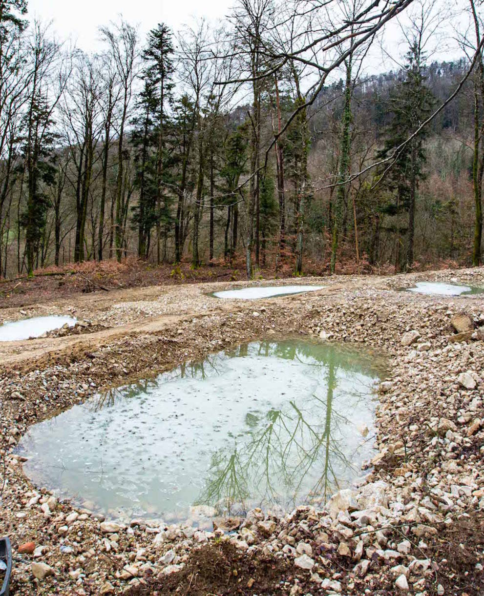 Neue Tümpel in der Bözenegg