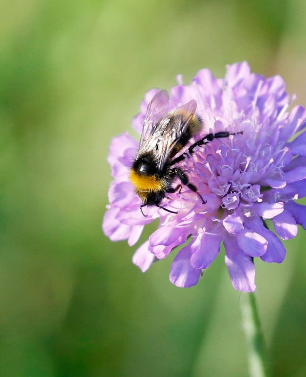 Ackerwittenblume mit Biene