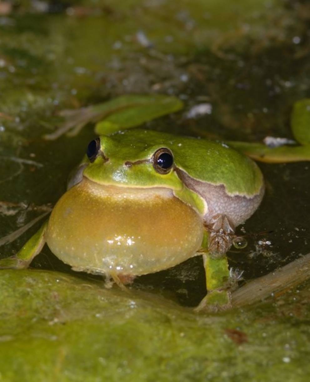 Laubfrosch im Wasser