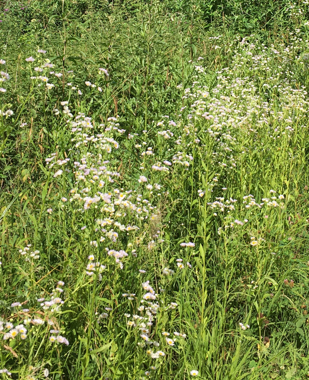 Feld mit einjährigem Berufkraut