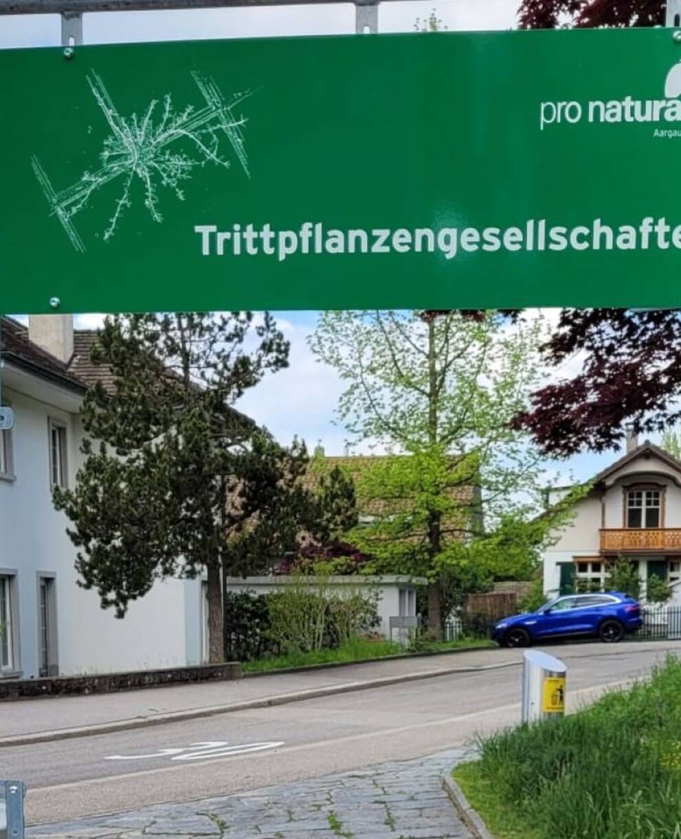 Fenster zur Trittpflanzengesellschaft