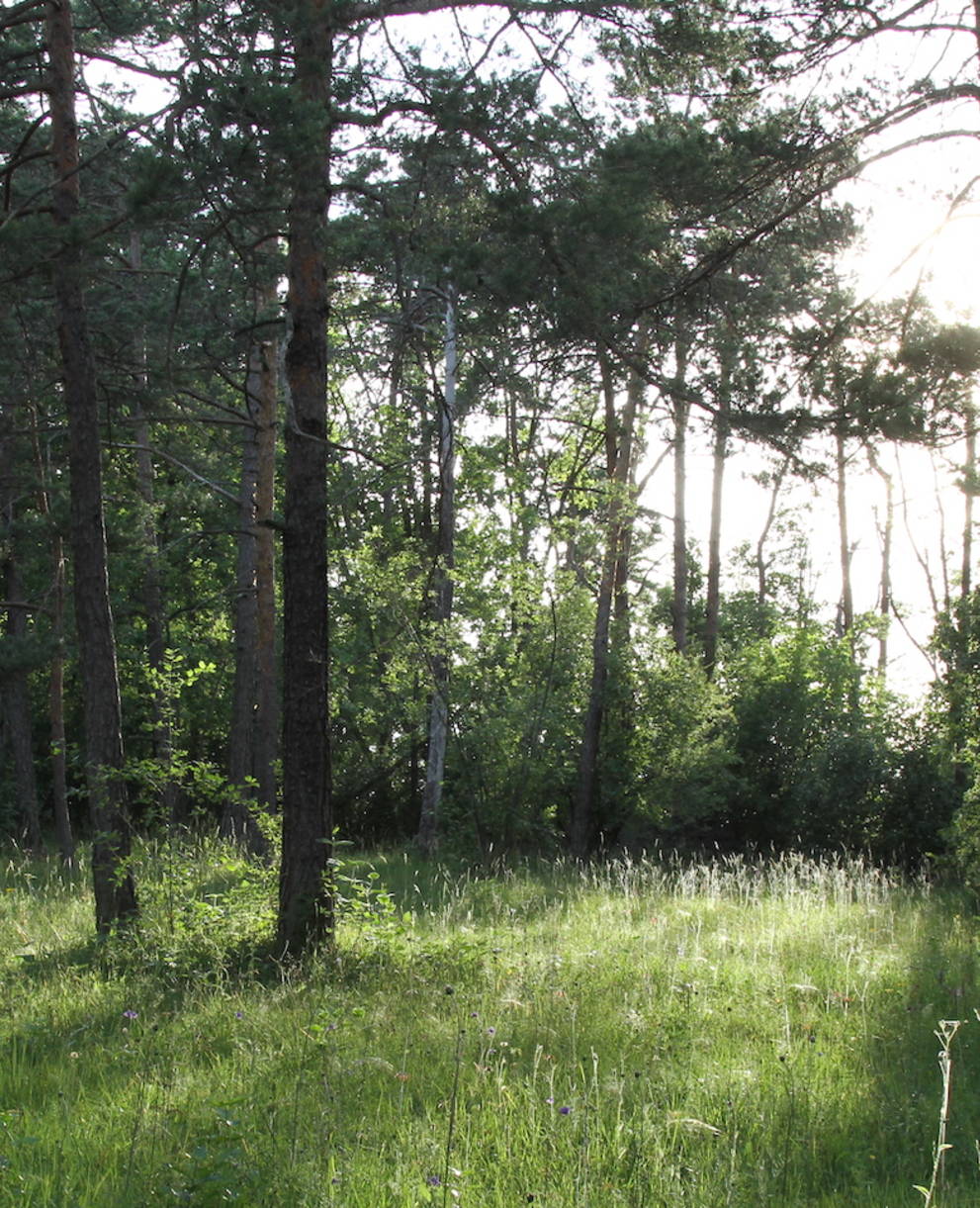 Lichter Wald am Nätteberg