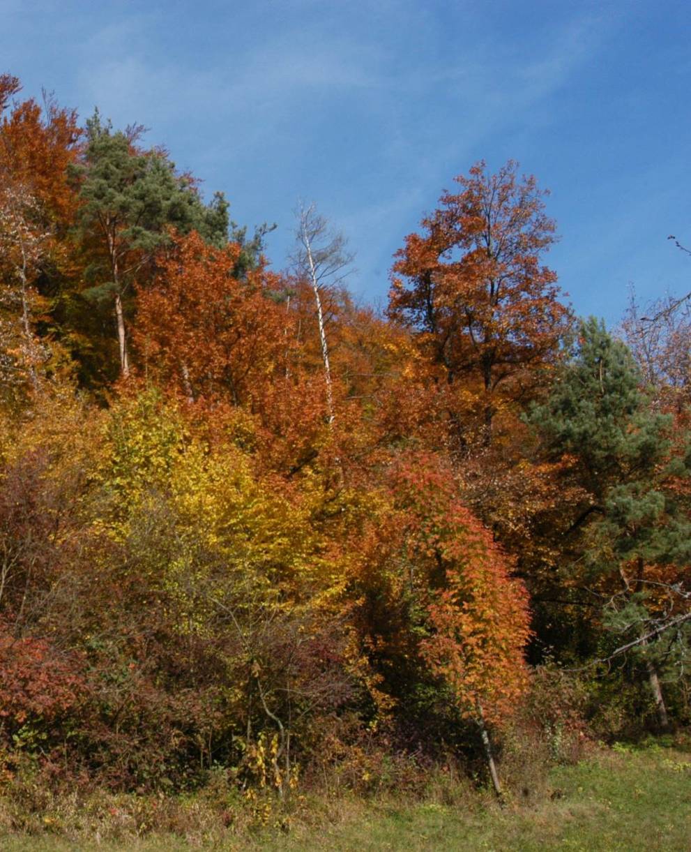 Herbstwald Eihalde, Wittnau