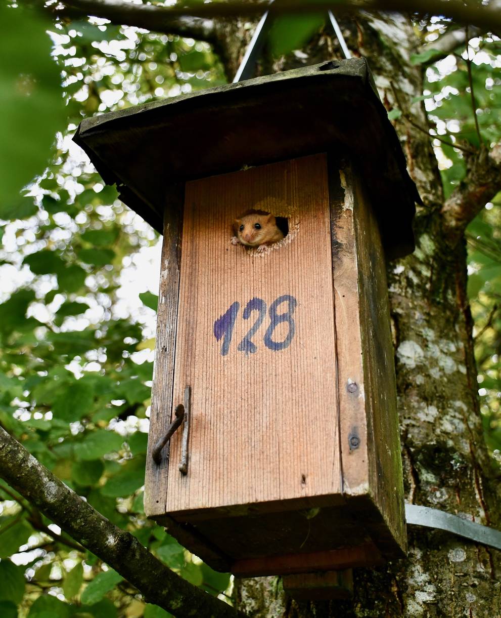 Haselmaus in Vogelnistkasten