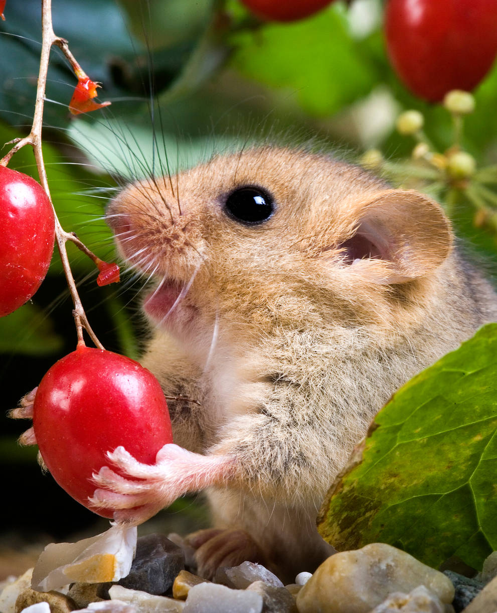 Haselmaus